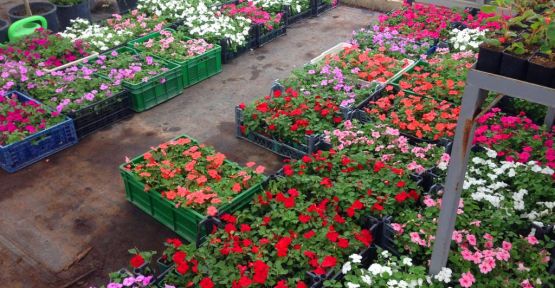 Mevsimlik çiçek, bitki ve gübre satın alınacak