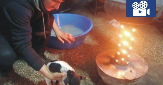 YAVRU KÖPEĞE ESNAF SAHİP ÇIKTI