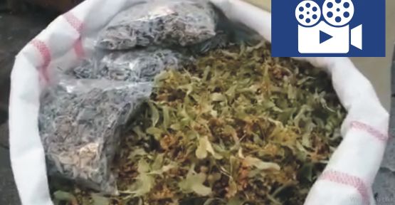 Ihlamurun fiyatı uçtu: Kilo 400 TL.