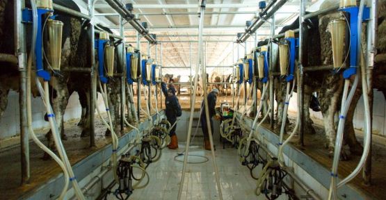 mart ayında günlük  67 ton süt toplandı